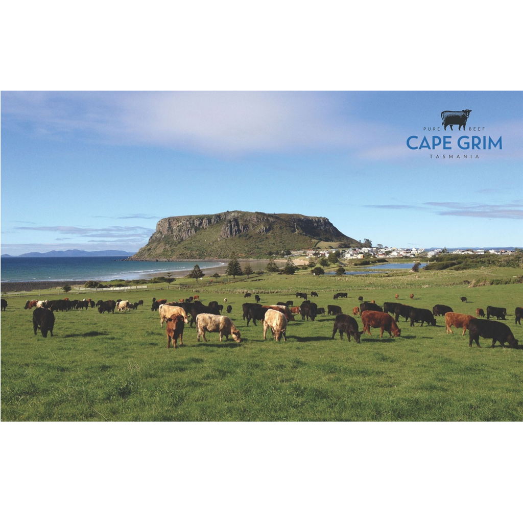 Australian grass fed cattle grazing in Tasmania — Cape Grim