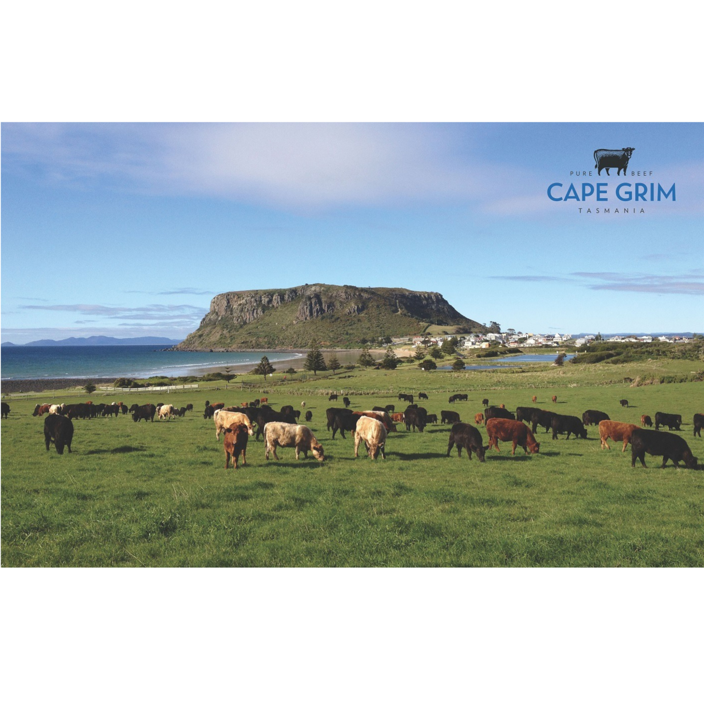 Australian grass fed cattle grazing in Tasmania — Cape Grim